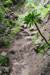 Narrow forest hiking trail with single green succulent plant growing on rocky slope in Anaga Rural Park, Tenerife, Canary Islands, Spain.