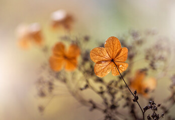 Jesienna impresja, kwiaty Hortensji, tapeta, dekoracja.