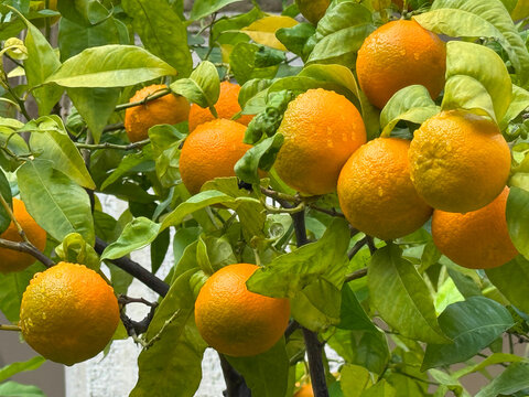 Citrus aurantium tree with oranges fruits.