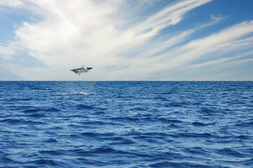 Dolphin jump and play in the open ocean, morning sunrise mood at Lovina beach, Bali, Indonesia