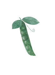 


Watercolor digital illustration of an open pea pod with a transparent background. Hand-painted style, fresh green colors, isolated.

“Original digital artwork created by the contributor.”