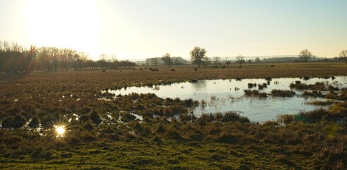wetland landscape in the Alperstedter Ried in Thuringia