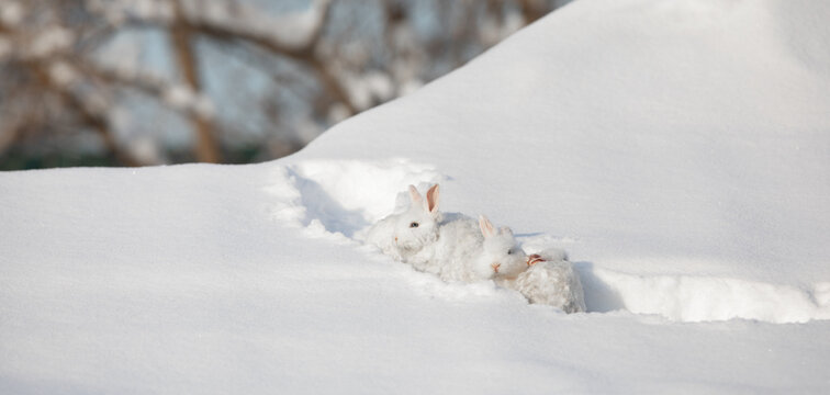 group of white hares running along  snowy path