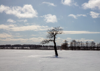 A tree standing on a snowy field