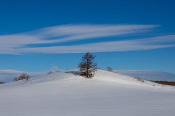 Snowy hill and a single tree