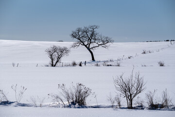 Scenery of winter trees standing in a snowy field