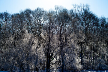A forest of frost-covered trees floating in the backlight