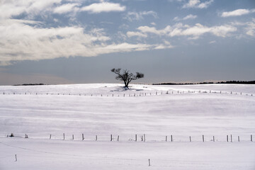 Trees standing on a winter hill