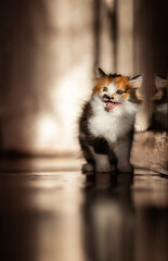 A funny fluffy kitten stands on the floor in a sunny room and meows