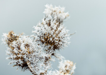 nature with a close-up photo of cold crystals of frost covering the thorns of a burdock plant in a winter garden