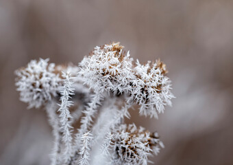 A close-up photo of cold crystals of frost covering the thorns of a burdock plant in a winter garden