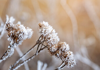 nature with a close-up photo of cold crystals of frost covering the thorns of a burdock plant in a winter garden