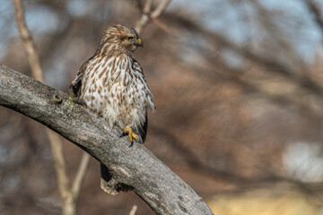 Red-tailed hawk perched in a tree.