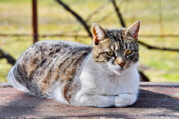 Portrait of a majestic kitten
