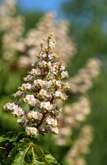 horse chestnut flower in latin Aesculus hippocastanum