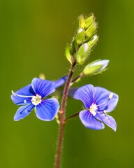 Veronica officinalis common gypsyweed common speedwell