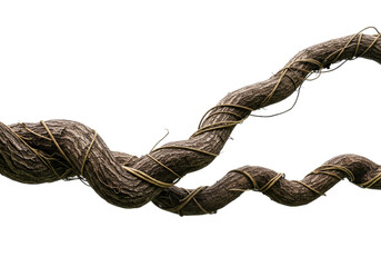 Obraz premium Two thick jungle vines intertwine with smaller tendrils, forming a complex, textured, and weathered natural pattern that evokes strength and organic growth.
