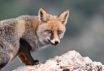 a beautiful red fox in the mountain
