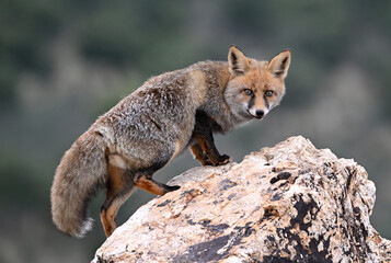 a beautiful red fox in the mountain
