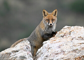 A red fox in the mountain