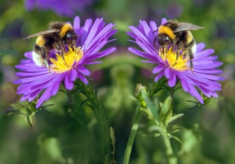 Bombus terrestris buff-tailed bumblebee large earth