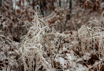 Frost covered dry grass and delicate stems forming textured winter detail within quiet woodland scene revealing natural patterns shaped cold seasonal weather across forest floor. Czech, Europe.