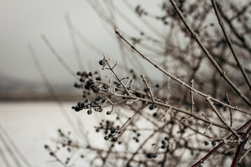 Frost-covered dark winter berries hang from delicate branches against a muted snowy background,...