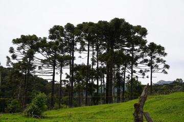 Fototapeta premium Arvores - Araucarias - Floresta - Verde - Natureza Urubici - SC
