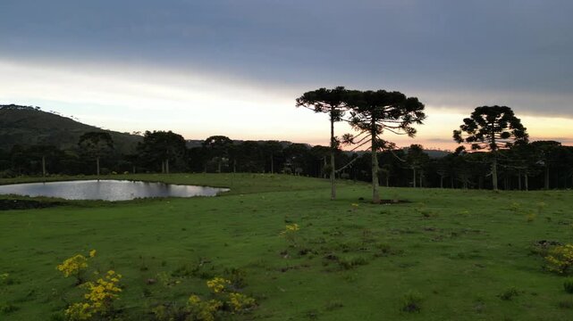 Arvores - Araucarias - Floresta - Verde - Natureza  Urubici - SC