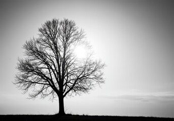 High contrast monochromatic silhouette of a large, leafless tree standing alone against a bright, hazy sky. Abstract nature scene ,beauty ,serene ,environment