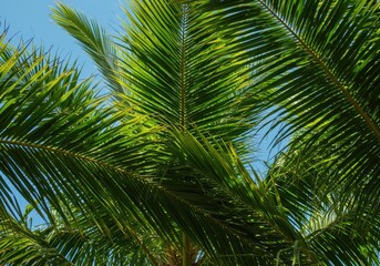 Naklejka premium Lush tropical palm fronds displaying vibrant green patterns against clear blue sky creating a beautiful natural texture, clear, pattern, sunny