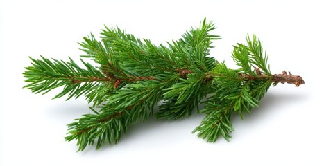 Fresh evergreen pine branch with lush green needles
