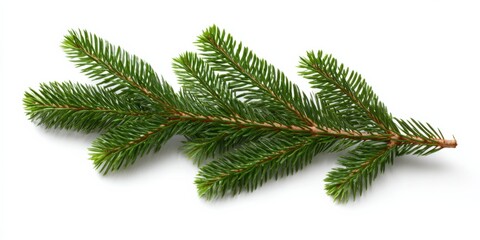 Close-up of fresh green pine branch with needle-like leaves