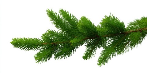 Close-up of lush green pine tree branch isolated on white background