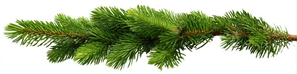 Close-up of vibrant evergreen tree branch with lush green needles