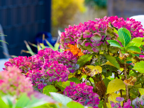 herbstliche Hortensie