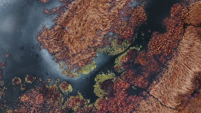 Hypnotic, Top-Down Abstraction of Frozen Milicki Ponds: Cinematic, Drone Flight Up over the Mogs in Winter, Moody Day, Highlighting the Texture of Reeds and Ice