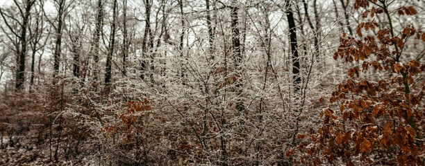Frost covered woodland with delicate branches and clusters faded brown leaves forming textured winter scene revealing quiet seasonal atmosphere within natural forest landscape. Czech, Europe.