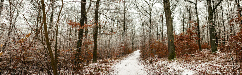 Snow covered forest path stretching through frosted trees displaying delicate branches with clusters brown leaves forming serene winter atmosphere within calm natural woodland landscape. Czech