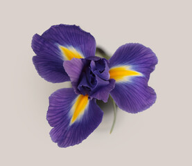 Close-up Violet, yellow Iris Flower Bouquet with light shadow on beige gray background.