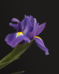 Close-up Violet, yellow Iris Flower Bouquet with on black gray background.