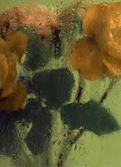 Smoke selected soft focus Green, beige Rose Flower bud, Leaf bouquet through glass with wet flow water drops. Abstract natural foliage blur background.