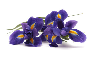Close-up Violet, yellow Iris Flower Bouquet with laght shadow on white background.