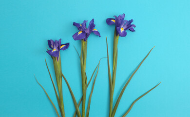 Close-up Violet, yellow Iris Flower Bouquet on light blue. Natural abstract background.