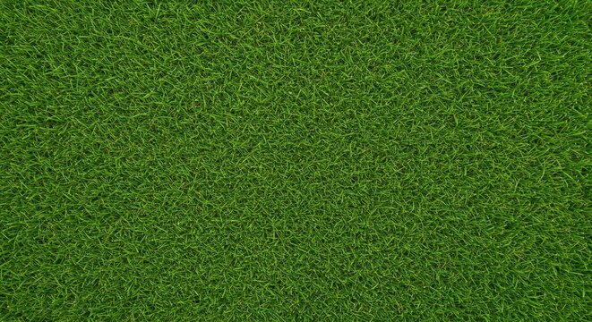 A seamless natural texture of dense green lawn grass covering the entire frame. Ideal organic backdrop for springtime or summertime design projects ,template ,detail ,background