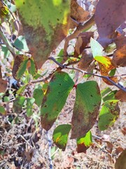 Colophospermum mopane, commonly called mopane, butterfly tree, turpentine tree] or balsam tree is part of legume family. It grows in hot, dry area, 200 to 1,200 metres in elevation in South Africa.