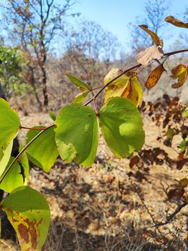 Colophospermum mopane, commonly called mopane, butterfly tree, turpentine tree] or balsam tree is part of legume family. It grows in hot, dry area, 200 to 1,200 metres in elevation in South Africa.
