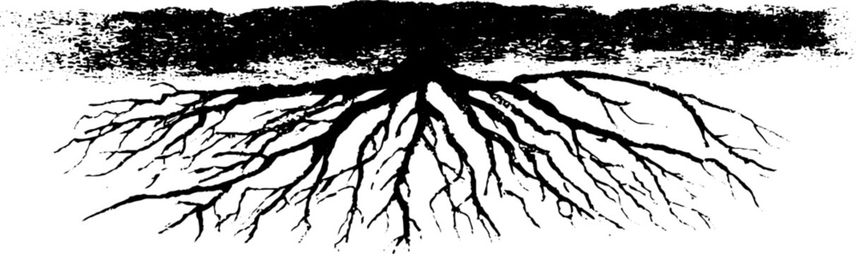 Black and white stencil illustration of fibrous tree roots design for urban art projects