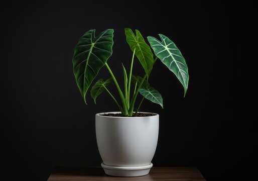 Stunning indoor houseplant featuring deep green velvety leaves, known as Alocasia Frydek, placed in a crisp white ceramic pot ,leaves, indoor plant, houseplant