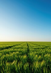Obraz premium A wide-angle shot showcasing a vibrant, healthy green agricultural field stretching toward the horizon under a clear bright sky, landscape, daylight, space